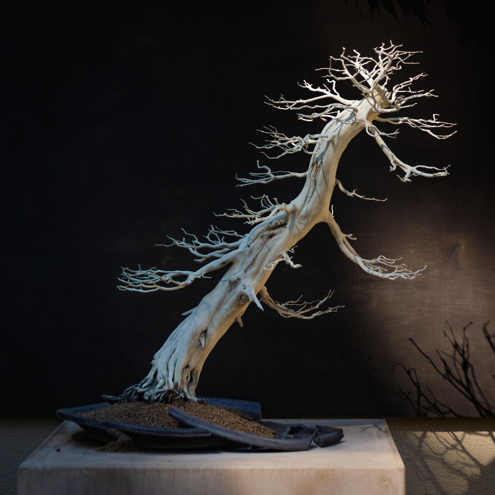 Bonsai tree from Hary's collection